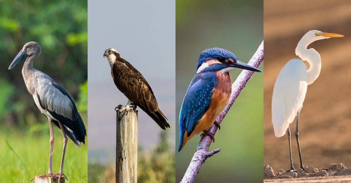 Purbasthali Bird Sanctuary